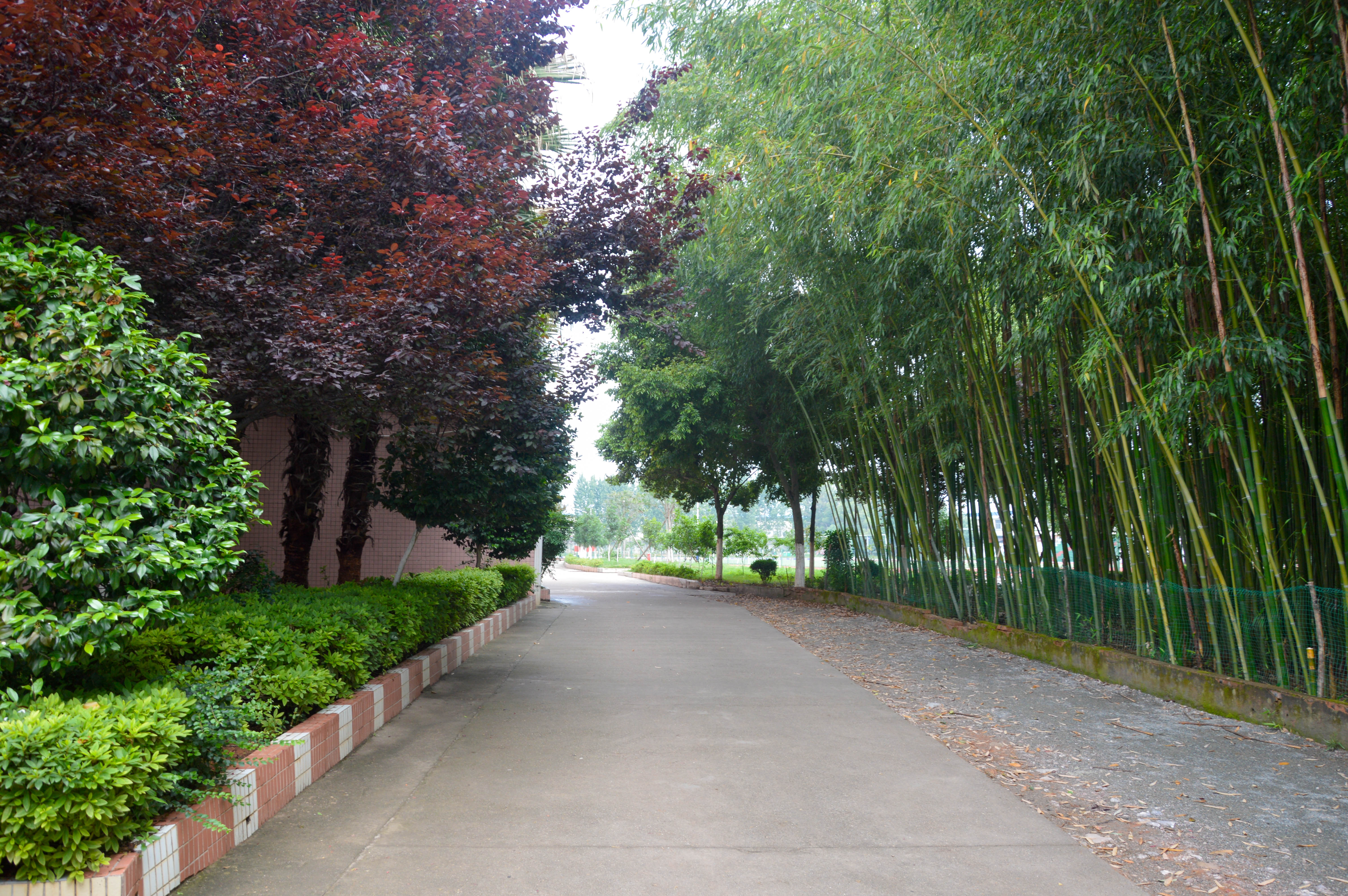 校园道路